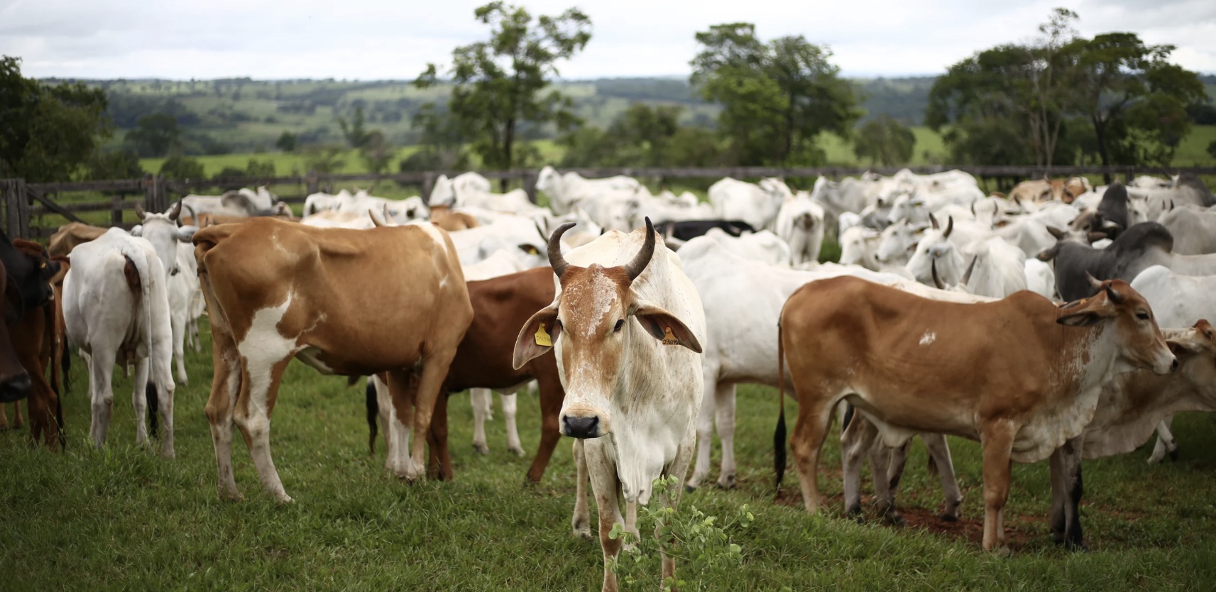 Livestock Management